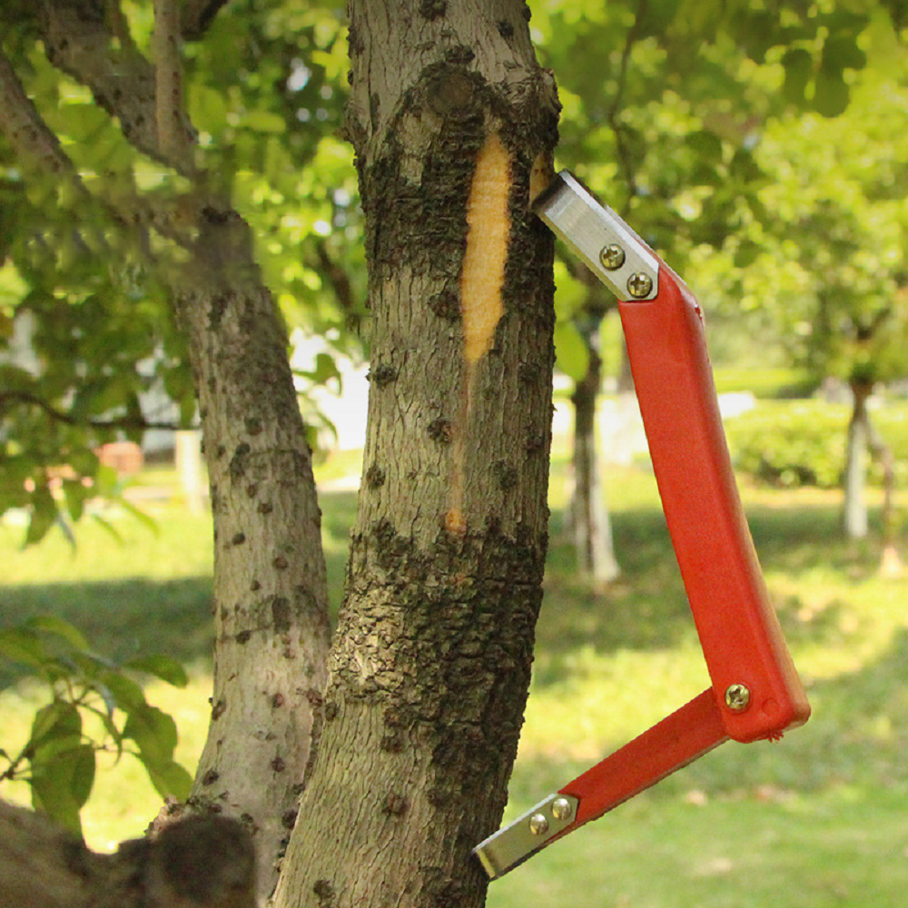 Fruit Tree Rot Scraping Bark K – Essential Gardening Tools Bewertung und Preis
