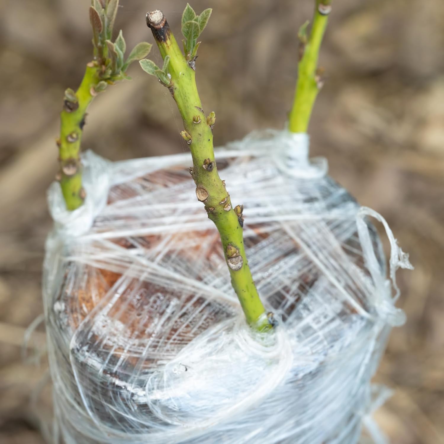 Eco-Friendly Biodegradable Gra – Grafting Tape Bewertung und Preis
